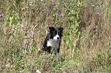 BORDER COLLIE 345